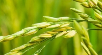 Em centro de pesquisa da Embrapa, Caiado destaca potencial inédito de expansão da produção de arroz em Goiás 